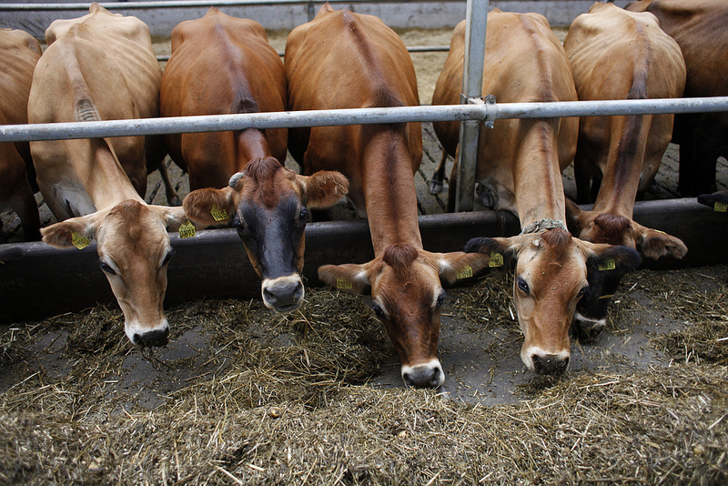 Cows eating